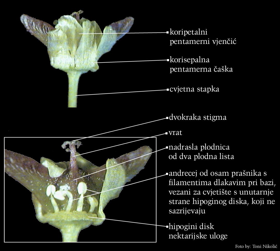 Acer pseudoplatanus L. - enski cvijet-aktinomorfni