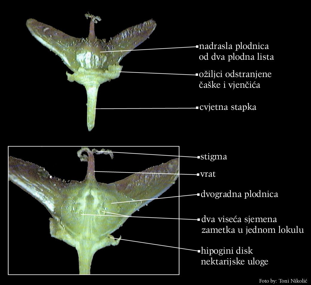 Acer pseudoplatanus L. - uzduni presjek enskog cvijeta