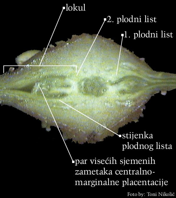 Acer pseudoplatanus L. - popreni presjek plodnice sinkarpnog gineceja