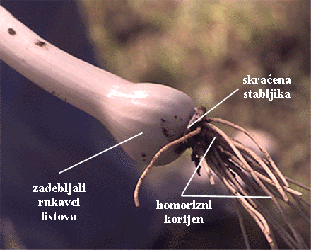 Allium cepa L. - lukovica