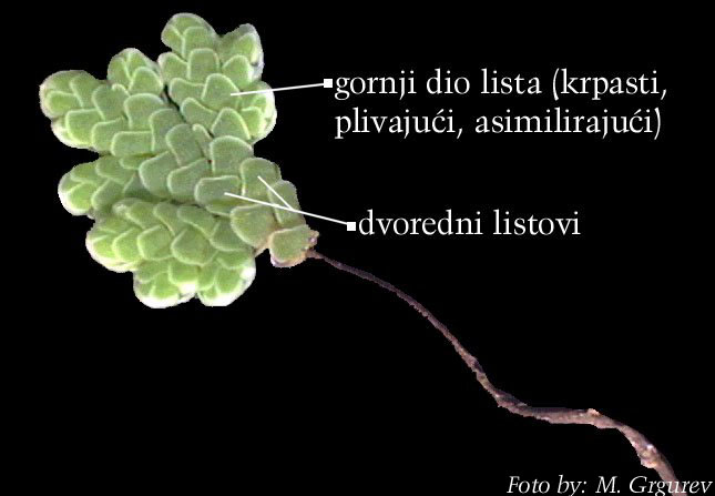 Azolla sp. - habitus