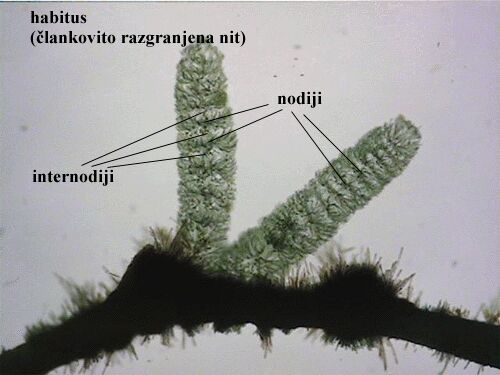 Batrachospermum sp. - habitus