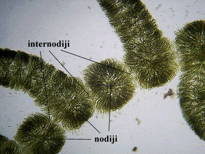 Marchantia sp. - habitus