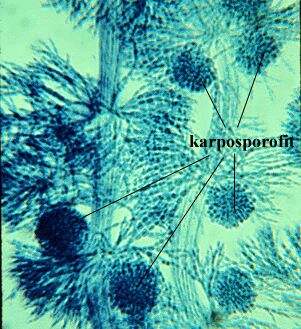 Batrachospermum sp. - slika 2