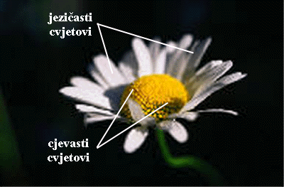 Bellis perennis L. - habitus