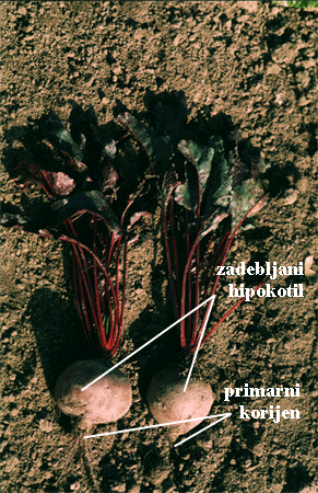 Beta vulgaris L var coditiva - stabljini gomolj