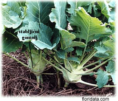 Brassica oleracea L. var gongylodes - stabljicni gomolj (nadzemni)