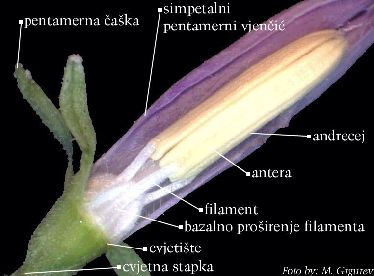 Campanula sp. - cvijet