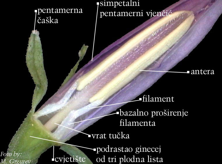 Campanula sp. - uzduno otvoreni cvijet