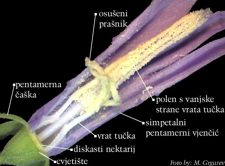 Campanula sp. - uzduno otvoreni cvijet u kasnijem stadiju