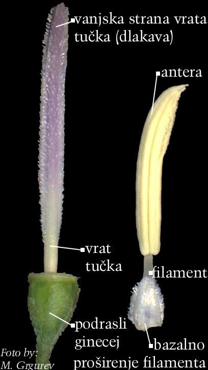 Campanula sp. - andrecej i ginecej