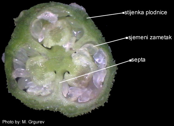 Campanula sp. - popreni presjek plodnice