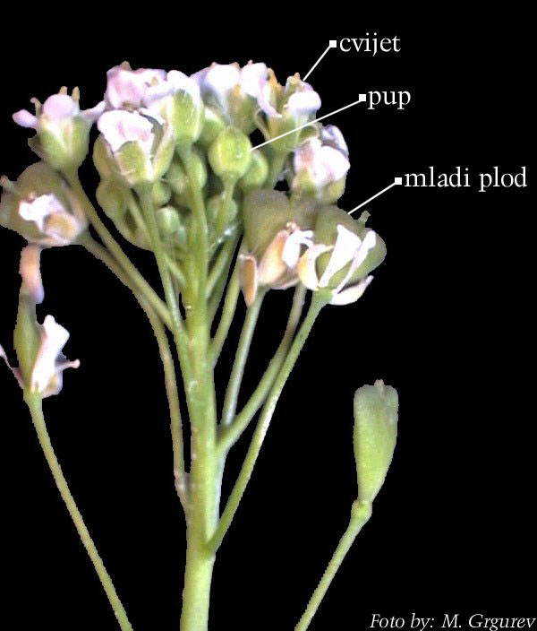 Capsella bursa-pastoris (L.) Med - cvat-grozd