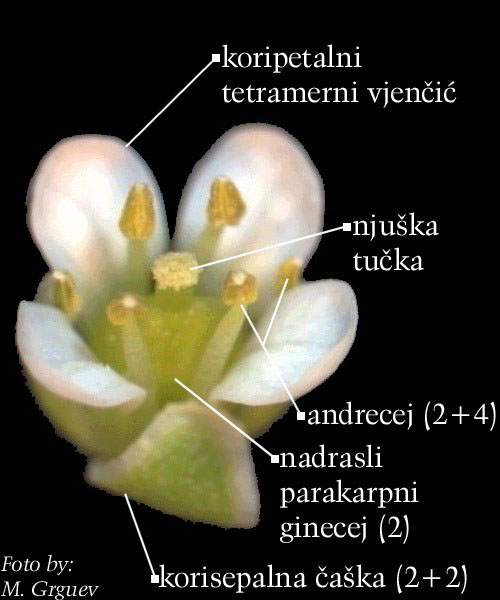 Capsella bursa-pastoris (L.) Med - cvijet