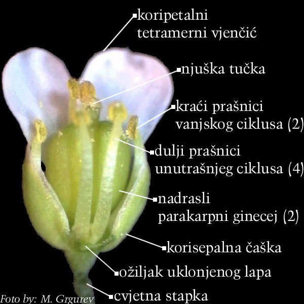 Capsella bursa-pastoris (L.) Med - otvoreni cvijet