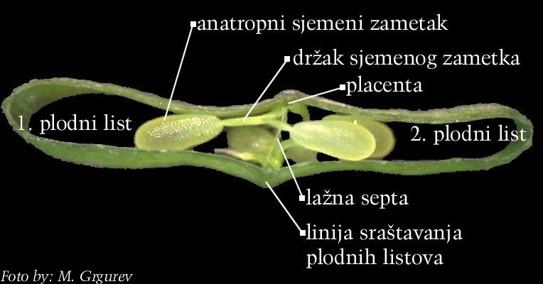 Capsella bursa-pastoris (L.) Med - popreni prerez plodnice ili ploda 