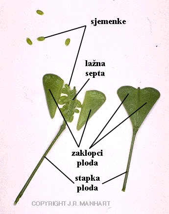 Capsella bursa-pastoris (L.) Med. - stapka s plodom