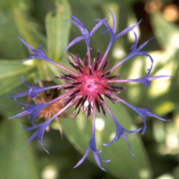 Centaurea montana L. - glaviasti cvat