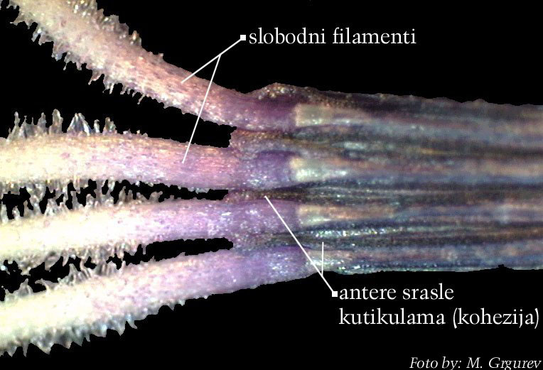 Centaurea montana L. - otvorena anterska cijev