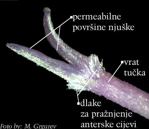 Centaurea montana L. - njuka tuka