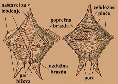 Ceratium sp. - vanjski izgled - shema