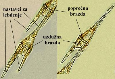 Ceratium sp. - vanjski izgled 