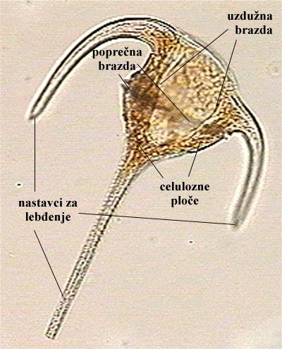 Ceratium sp. - vanjski izgled - celulozne ploe