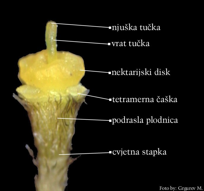 Cornus mas L. - cvijet s uklonjenim vjeniem i andrecejem