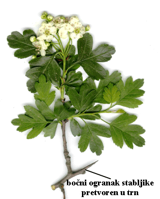 Crataegus monogyna L. - stabljika - trn