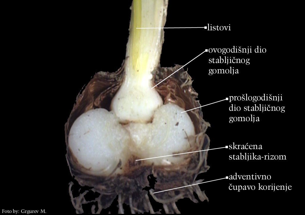 Crocus neapolitanus Mord. et Lois. - uzduni presjek gomolj