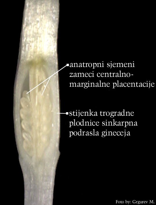 Crocus neapolitanus Mord. et Lois. - uzduni presjek plodnice