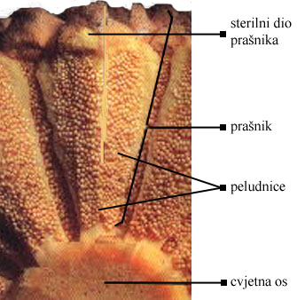 mikrosporofil