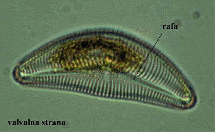 Cymbella sp. - valvalna strana - rafa