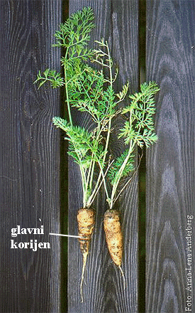 Daucus carota L. - glavni korijen