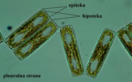 Diatoma sp. - pleuralna strana