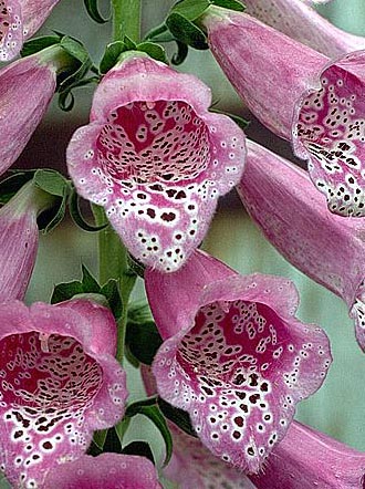 Digitalis purpurea L. - cvijet sprijeda