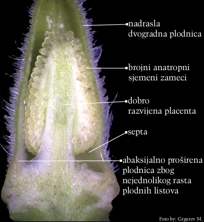 Digitalis purpurea L. - uzduni presjek donjeg dijela cvijet