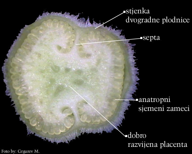 Digitalis purpurea L. - popreni presjek plodnice sinkarpnog gineceja od 2 plodna lista