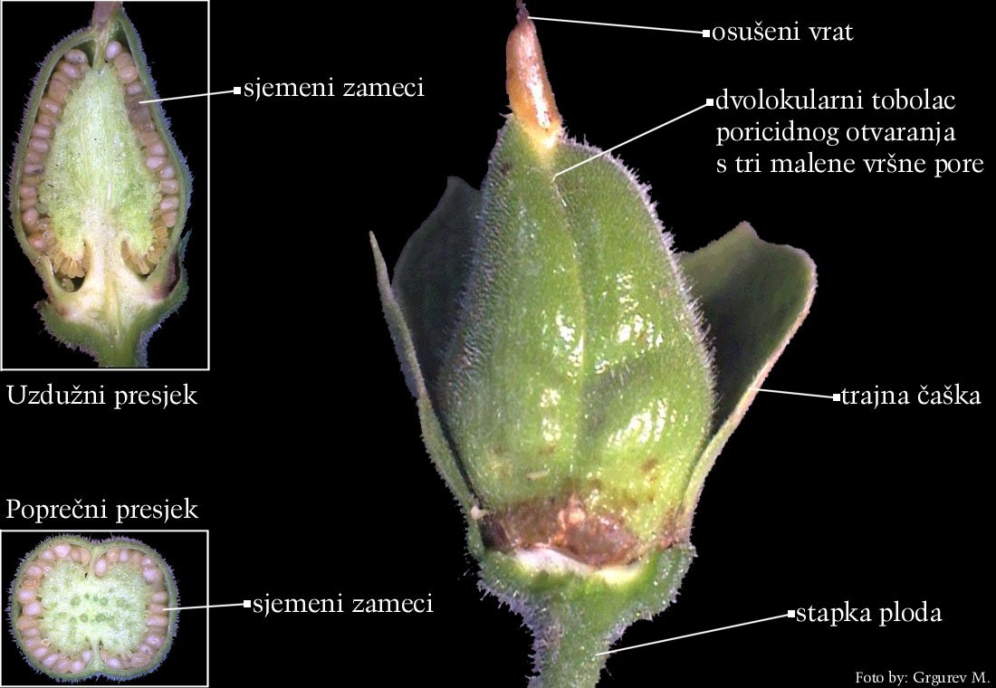 Digitalis purpurea L. - plod-tobolac