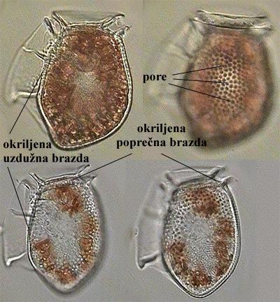 Dinophysis sp. - vanjski izgled