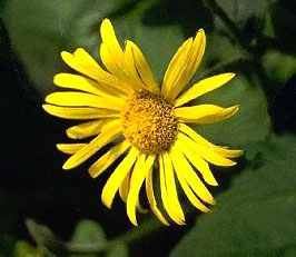 Doronicum austriacum Jacq. - glaviasti cvat