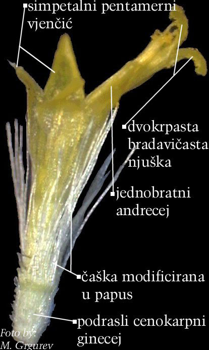 Doronicum austriacum Jacq. - cjevasti cvijet