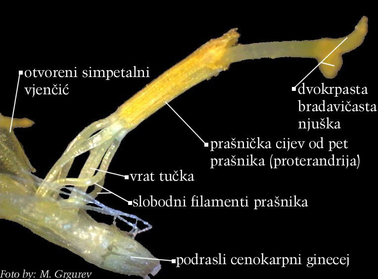 Doronicum austriacum Jacq. - uzduno otvoreni cjevasti cvijet