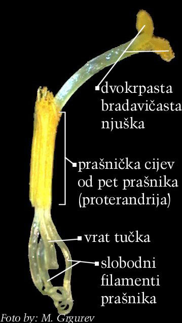 Doronicum austriacum Jacq. - anterska cijev s vratom i njukom tuka