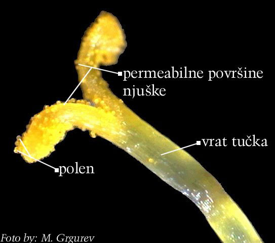 Doronicum austriacum Jacq. - njuka tuka