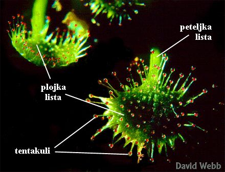 Drosera rotundifolia L. - dio lista s ljepljivim emergencijama za lov kukaca