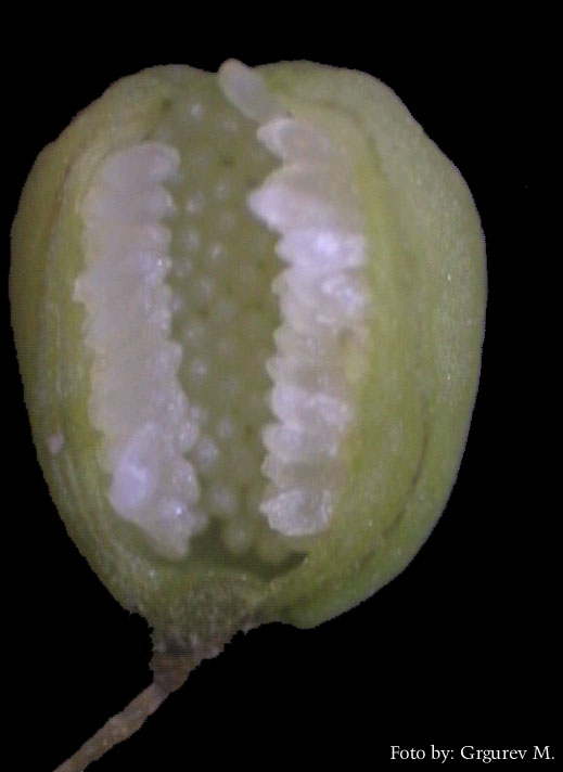 Drosera rotundifolia L. - plod tobolac lokulicidnog otvaranja