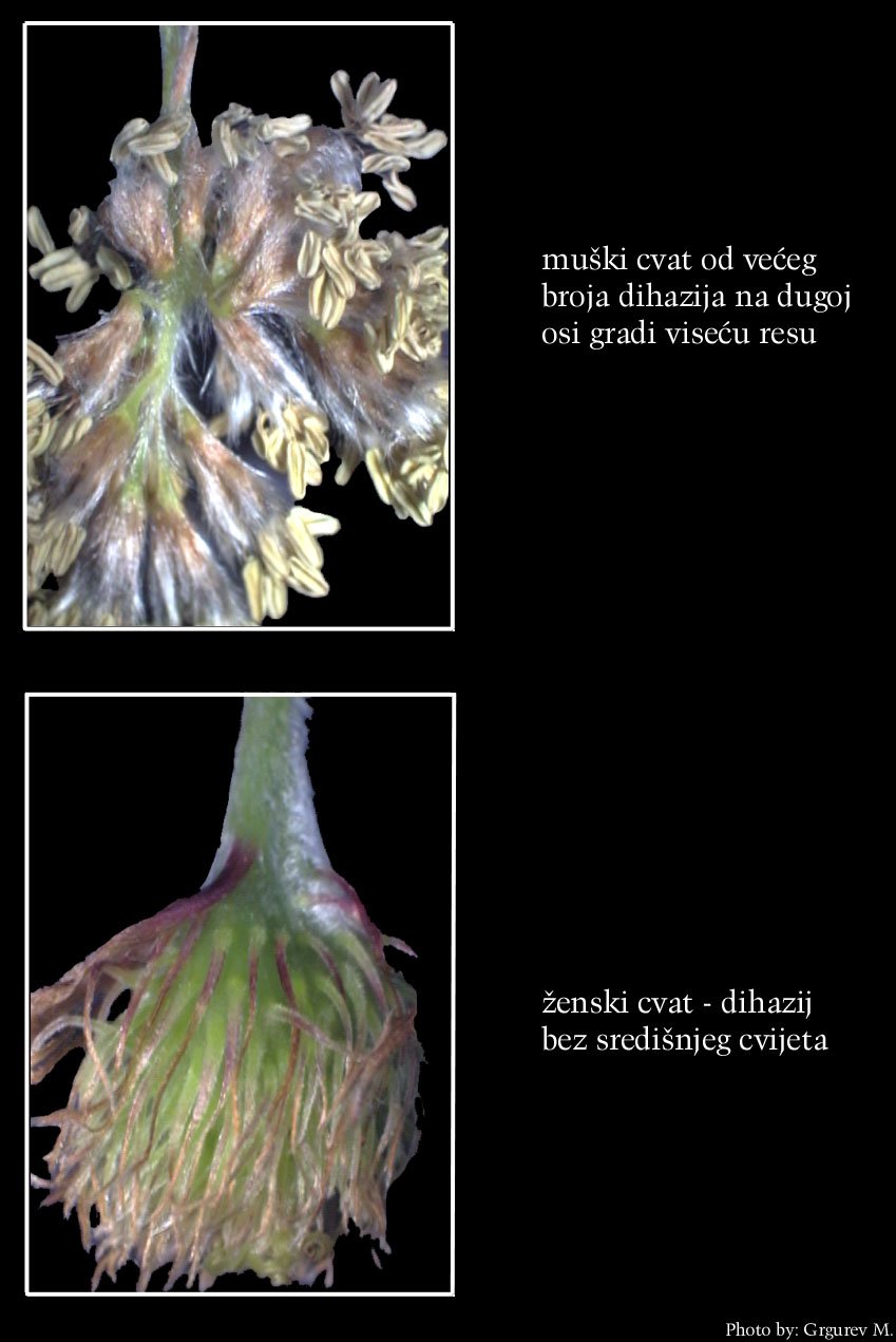 Fagus sylvatica L. - izdanak s mukim i enskim cvjetovima