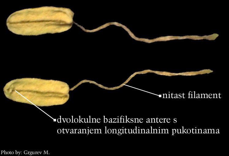 Fagus sylvatica L. - pranik