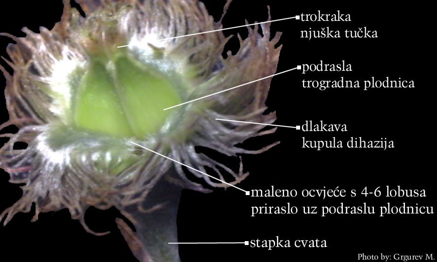 Fagus sylvatica L. - enski cvat - dvocvjetni dihazij